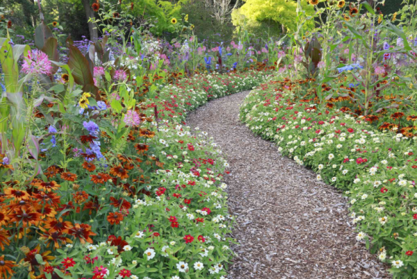 Taman bunga liar dengan pathwalk